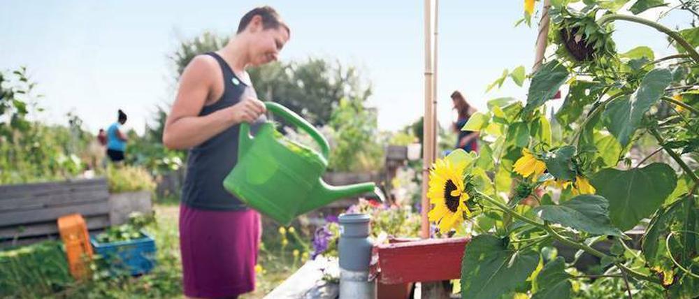 Bewusst ökologisch: Viele alternative Initiativen sorgen sich um die Natur und wollen der dominanten Konsumgesellschaft etwas entgegensetzen. Das Foto zeigt ein Urban-Gardening-Projekt auf dem Tempelhofer Feld in Berlin.