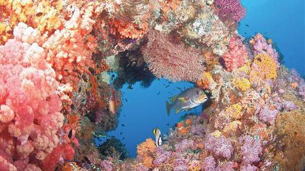 Einzigartiger Lebensraum: Intakte Korallenriffe wie hier bei Raja Ampat vor der Küste Indonesiens sind auch Kinderstuben und Fressgründe für viele Fischarten.