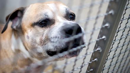 Der Staffordshire-Terrier-Mischling Chico steht in einem Gehege im Tierheim Hannover.