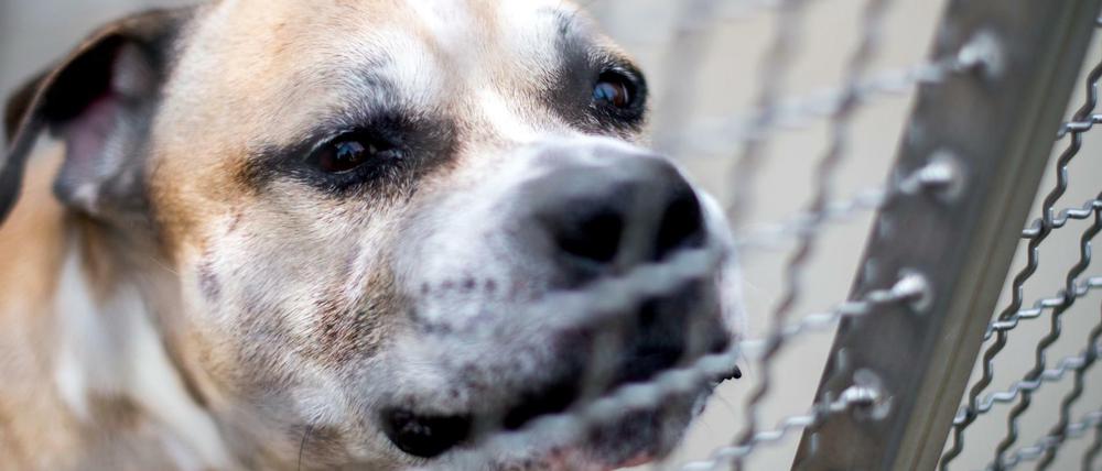 Der Staffordshire-Terrier-Mischling Chico steht in einem Gehege im Tierheim Hannover.