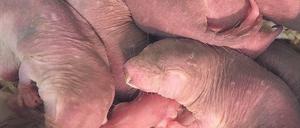 Mullig. Nacktmulle sind extrem soziale Tiere. 