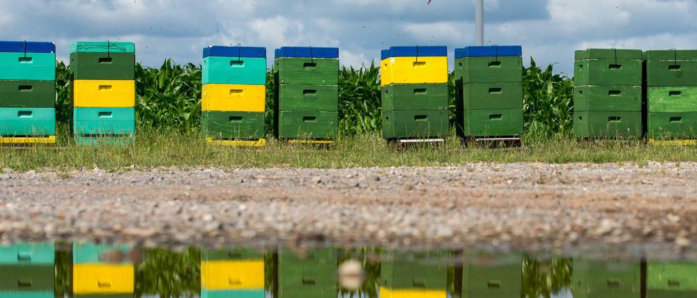 Bienenkästen stehen an einem Feldrand und spiegeln sich in einer Pfütze.
