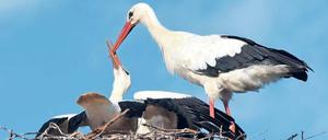 Klappern gehört zum Handwerk. Die Störche sind zurückgekommen, aber werden sie sich auch vermehren?