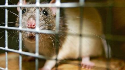 Nicht nur im Käfig: Immer mehr Ratten flitzen frei herum.