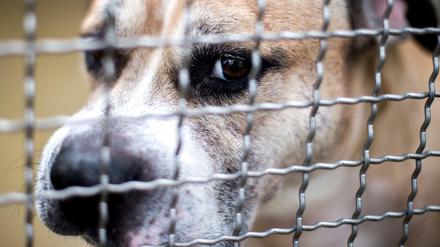 Der Staffordshire-Terrier-Mischling "Chico", der seine Besitzer getötet haben soll, in einem Gehege im Tierheim Hannover.