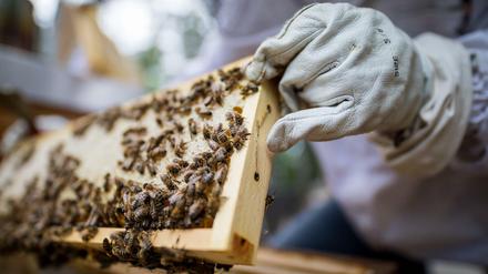 Bienen und andere Bestäuber spielen eine wichtige Rolle in den globalen Nahrungsmittel-Lieferketten.