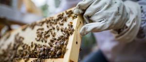 Bienen und andere Bestäuber spielen eine wichtige Rolle in den globalen Nahrungsmittel-Lieferketten.