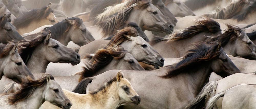 Heute lebende Hengste gehen auf einen Urahn zurück, der in der Eisenzeit lebte.