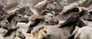 Heute lebende Hengste gehen auf einen Urahn zurück, der in der Eisenzeit lebte. 