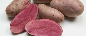 Wie kann sichergestellt werden, dass in der Bio-Kartoffel auch bio drin ist? Die Kartoffel des Jahres 2018 namens "Rote Emmalie".