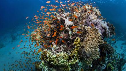 Fische am Great Barrier Reef, an der Küste von Queensland (Australien)