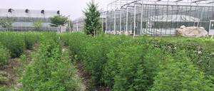 Die Aktivität von drei Genen haben Forscher verstärkt, damit der Einjährige Beifuß drei Mal mehr Malaria-Arznei produziert.