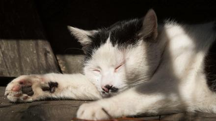 Lieblingstier: In Deutschland leben 13 Millionen Katzen in Haushalten. 