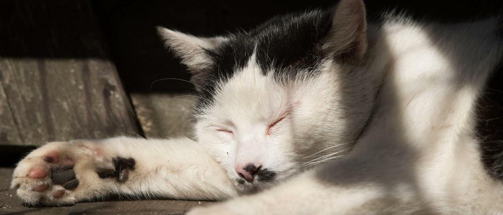 Lieblingstier: In Deutschland leben 13 Millionen Katzen in Haushalten.