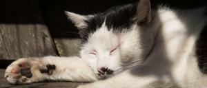 Lieblingstier: In Deutschland leben 13 Millionen Katzen in Haushalten.