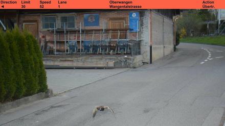 Eine Ente fliegt mit 52 kmh durch eine Tempo-30-Zone und wird von einer Radarfalle erwischt.