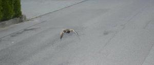 Eine Ente fliegt mit 52 kmh durch eine Tempo-30-Zone und wird von einer Radarfalle erwischt. 