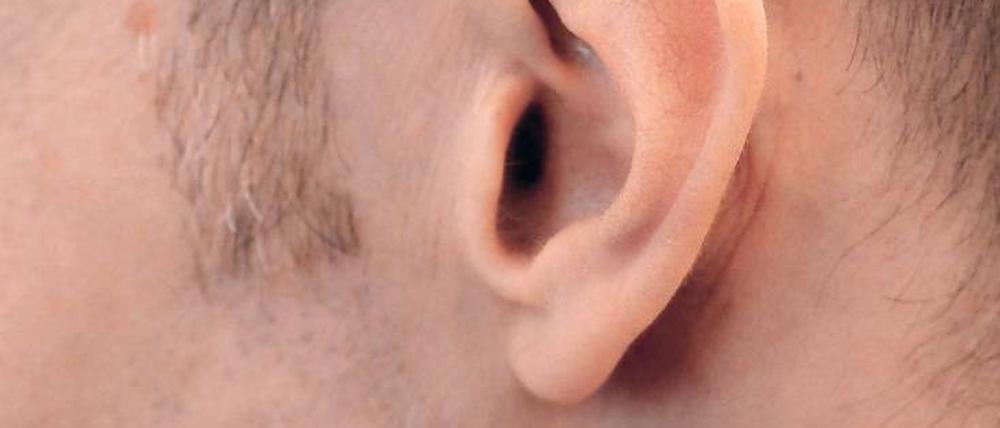 Schalldellen: Ohrmuscheln leiten Schall nicht nur Richtung Innenohr. Sie modulieren ihn auch so, dass das Gehirn die Richtung der Schallquelle ausmachen kann.