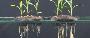 Werden die Wurzeln von Mais mit einem Penicillium-Pilz behandelt, können sie mehr Phosphat aufnehmen.