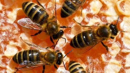 Bienen arbeiten auf ihren Waben. 