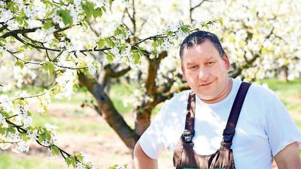 Blüten genug. Obstbauer Stephan Hübner aus Derwitz bei Werder versichert, dass die Bäume auch zum Fest noch blühen. 