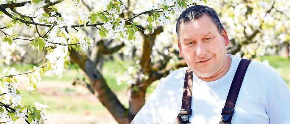 Blüten genug. Obstbauer Stephan Hübner aus Derwitz bei Werder versichert, dass die Bäume auch zum Fest noch blühen.