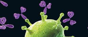 Abfangjäger. Antikörper haben die Form eines Y. Die beiden oberen Enden passen wie ein Schlüssel zum Schloss zu einer Struktur auf Fremdkörpern im Blut, etwa Viren (grün). Aber auch das andere Ende spielt bei der Immunabwehr eine wichtige Rolle.