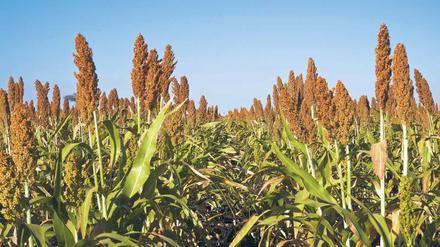 Ein weites Feld. Hirse, hier auf einer Anbaufläche in Botswana, gehört in vielen Weltgegenden nicht zu den besten Nahrungsmitteln, wenn es um Ertrag, Nährwert, Wassereinsatz und Düngemittel geht. Erdnüsse wären laut einem Forscherteam etwa in Teilen Afrikas besser.