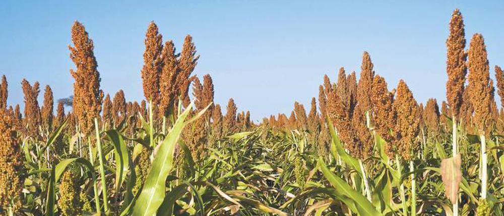 Ein weites Feld. Hirse, hier auf einer Anbaufläche in Botswana, gehört in vielen Weltgegenden nicht zu den besten Nahrungsmitteln, wenn es um Ertrag, Nährwert, Wassereinsatz und Düngemittel geht. Erdnüsse wären laut einem Forscherteam etwa in Teilen Afrikas besser.