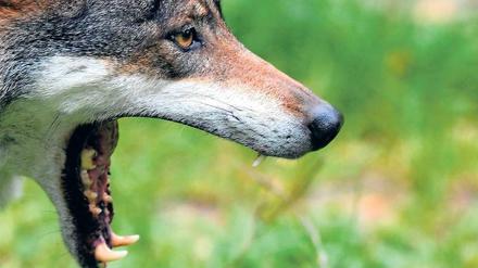 Ganz gerissen. Wolf in Brandenburg.