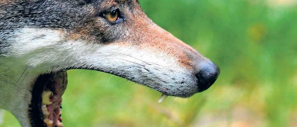 Ganz gerissen. Wolf in Brandenburg.
