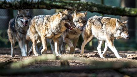 Ein Rudel Wölfe in einem bayerischen Wildpark (Symbolbild)