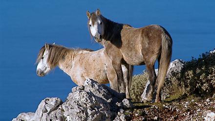  Wildpferde am Horizont.