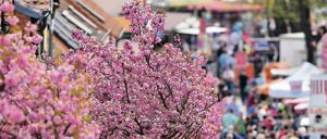 Das Baumblütenfest in Werder gilt als das größte Volksfest Ostdeutschlands. Auch bei der 139. Auflage werden wieder Hunderttausende Besucher erwartet.
