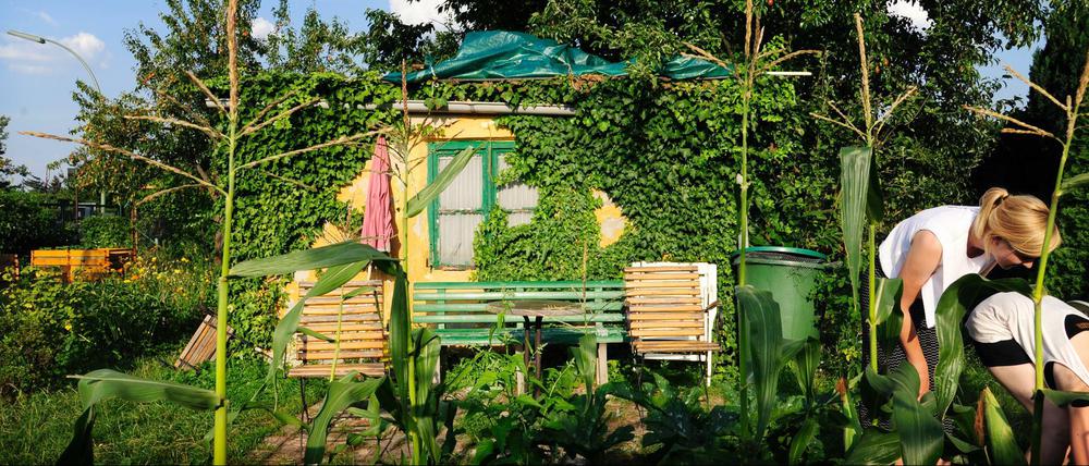Glück im Grünen. Hier im Kleingarten am Heckerdamm in Charlottenburg.