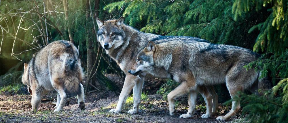  Vor denen ist man sicher. Wölfe (Canis lupus) in ihrem Gehege im Wildpark Schorfheide in Groß Schönebeck (Brandenburg). 