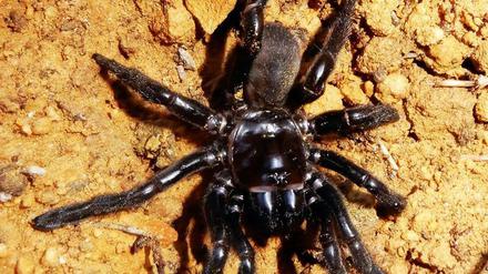 Gaius villosus. Die zu den Vogelspinnenartigen gehörende Spezies lebt in Australien - und manche Individuen offenbar ziemlich lang.