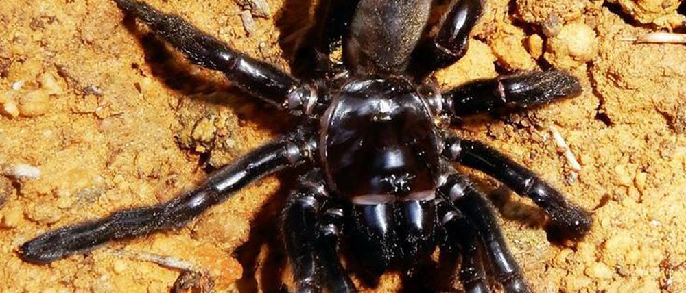 Gaius villosus. Die zu den Vogelspinnenartigen gehörende Spezies lebt in Australien - und manche Individuen offenbar ziemlich lang.