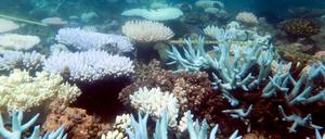 Verschiedene Korallen, von denen einige beschädigt oder abgestorben sind, werden vermessen.