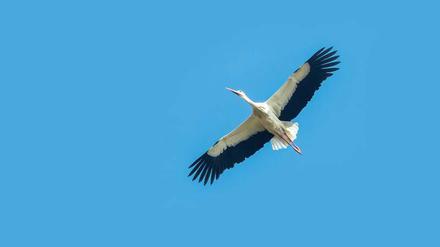 Im Nordosten der Stadt gibt es noch Baugrund - und die letzten Horste der großen Vögel.