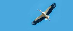 Im Nordosten der Stadt gibt es noch Baugrund - und die letzten Horste der großen Vögel.