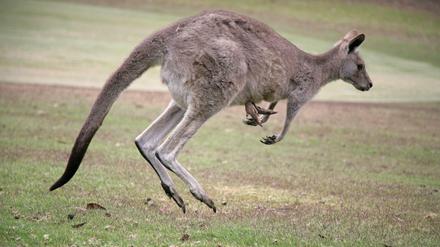 Kängurus sind in Australien eine echte Touristenattraktion.