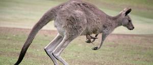 Kängurus sind in Australien eine echte Touristenattraktion.