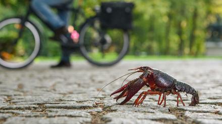 Ein Roter Amerikanischer Sumpfkrebs im Tiergarten. (Archiv)