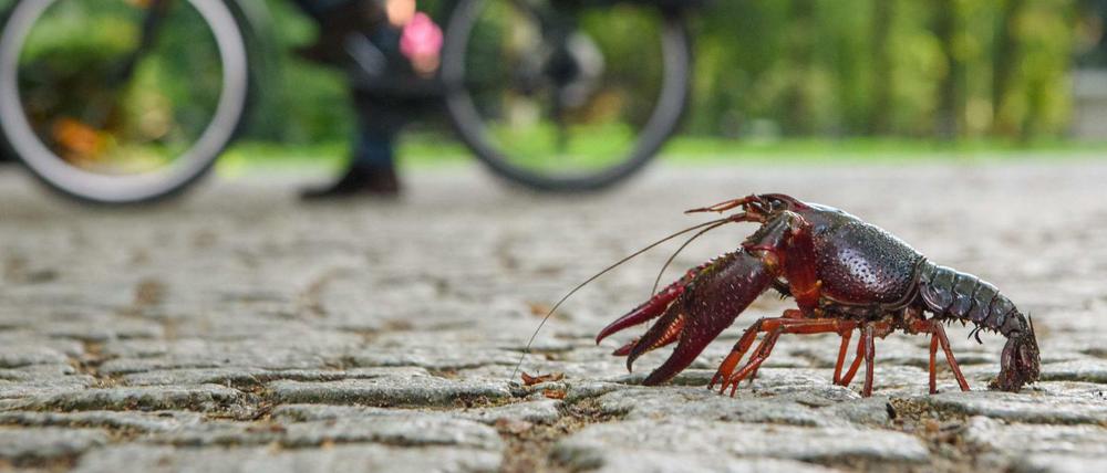 Ein Roter Amerikanischer Sumpfkrebs im Tiergarten. (Archiv)