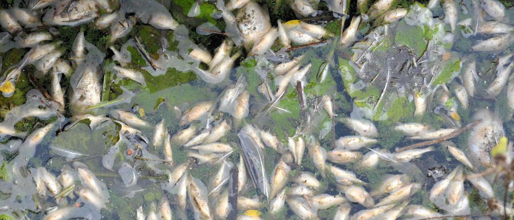 In einem Gewässer am Flughafen Schönefeld haben Anwohner zahlreiche tote Fische entdeckt. 