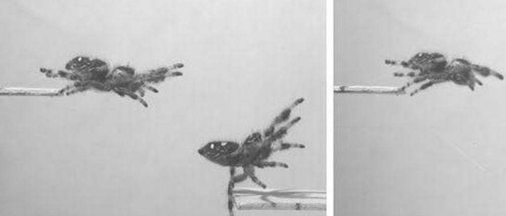 Springspinne beim Sprungversuch.