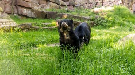 Der noch namenlose Brillenbär erkundet die Anlage mit Mutter Julia (hinten).