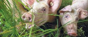 Schwein gehabt? So gut wie hier hat es das Vieh selten. Unter welchen Bedingungen die Tiere gehalten werden, ist für Verbraucher oft nicht ersichtlich.