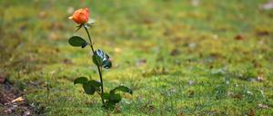 Ein Friedhof in der Türkei (hier ein Symbolbild) wird nachts von einem geheimnisvollen Mädchen besucht. 